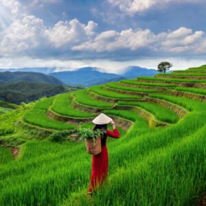 Asian woman wearing Vietnam culture traditional at rice terrace