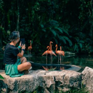 tourist are looking for Group of pink flamingos in the jungle. mexico – may 2023